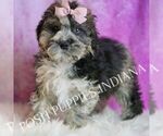 Small Photo #32 Poodle (Miniature) Puppy For Sale in WARSAW, IN, USA