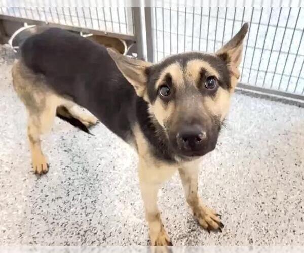 Medium Photo #3 German Shepherd Dog Puppy For Sale in Houston, TX, USA