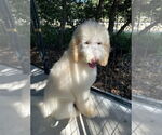 Small #3 Golden Retriever Mix