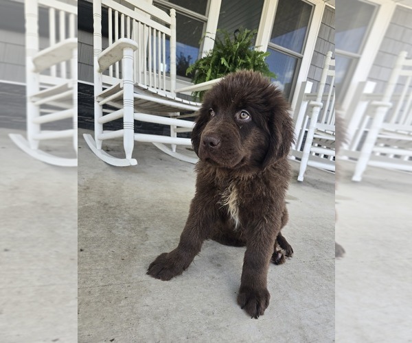 Medium Photo #5 Newfoundland Puppy For Sale in TILTON, IL, USA