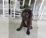 Small #4 Newfoundland