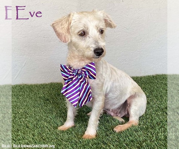 Medium Photo #1 Mutt Puppy For Sale in San Diego, CA, USA