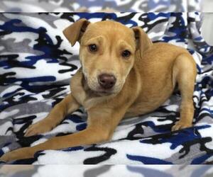 Mutt Dogs for adoption in Thief River Falls, MN, USA