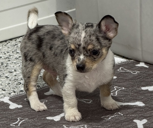 Medium Photo #3 Chihuahua Puppy For Sale in MARCUS, IA, USA