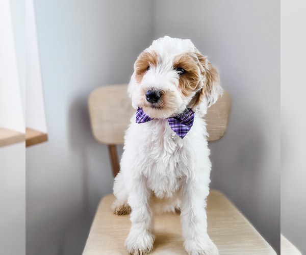Medium Photo #1 Bernedoodle Puppy For Sale in WAGENER, SC, USA