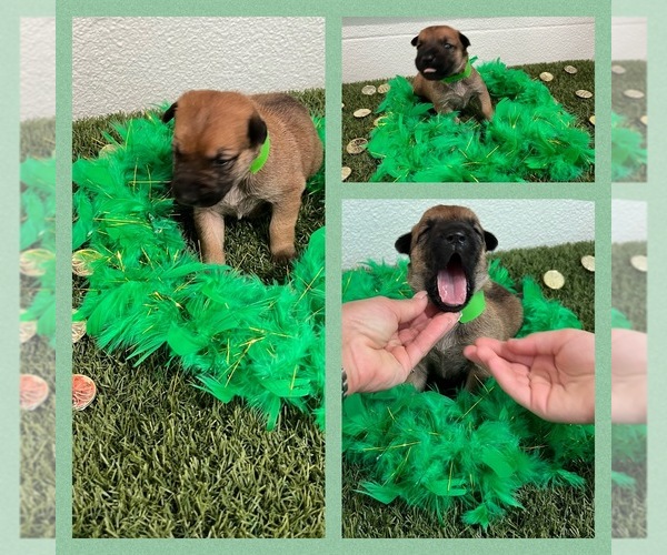Medium Photo #6 Belgian Malinois Puppy For Sale in ARCADIA, FL, USA