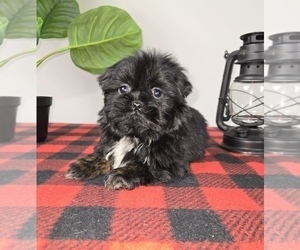 Shih Tzu Puppy for sale in FRANKLIN, IN, USA