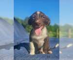 Small Australian Shepherd-Chihuahua Mix