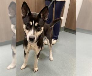 Siberian Husky Dogs for adoption in Baytown, TX, USA