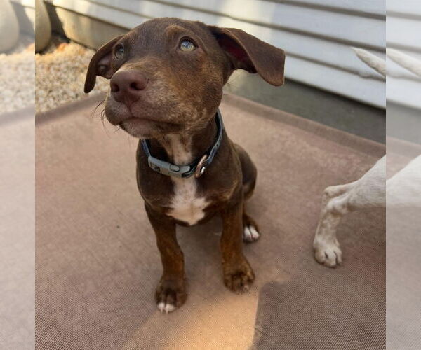 Medium Photo #4 American Pit Bull Terrier-Labrador Retriever Mix Puppy For Sale in Hayward, CA, USA