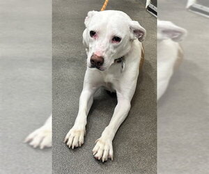 American Foxhound-Unknown Mix Dogs for adoption in Forestville, MD, USA