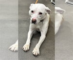 Small American Foxhound Mix