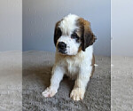 Small Photo #12 Saint Bernard Puppy For Sale in PALM COAST, FL, USA