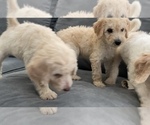 Small Photo #35 Goldendoodle Puppy For Sale in BATON ROUGE, LA, USA