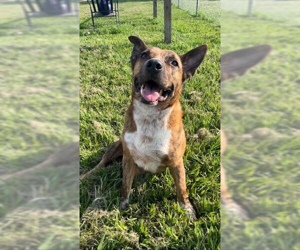 Medium Photo #4 Mutt Puppy For Sale in Rosenberg, TX, USA