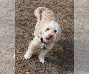 Bella Doodle - Female Aussiedoodle Miniature  Dog for Adoption - Photo #7