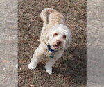 Small Photo #7 Aussiedoodle Miniature  Puppy For Sale in Garner, NC, USA