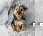 Image preview for Ad Listing. Nickname: Bowie