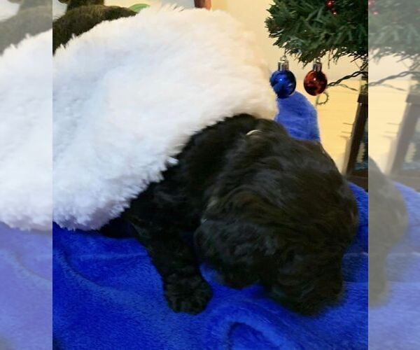 Medium Photo #11 Goldendoodle Puppy For Sale in DYERSBURG, TN, USA