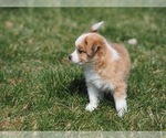 Small Photo #17 Miniature Australian Shepherd Puppy For Sale in ELMHURST, IL, USA