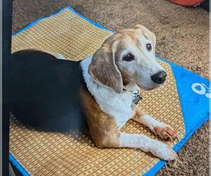 Beagle Dogs for adoption in Seven Valleys, PA, USA