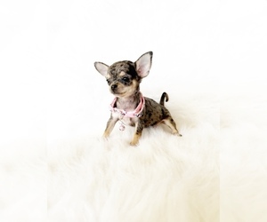 Chihuahua Puppy for Sale in SACRAMENTO, California USA