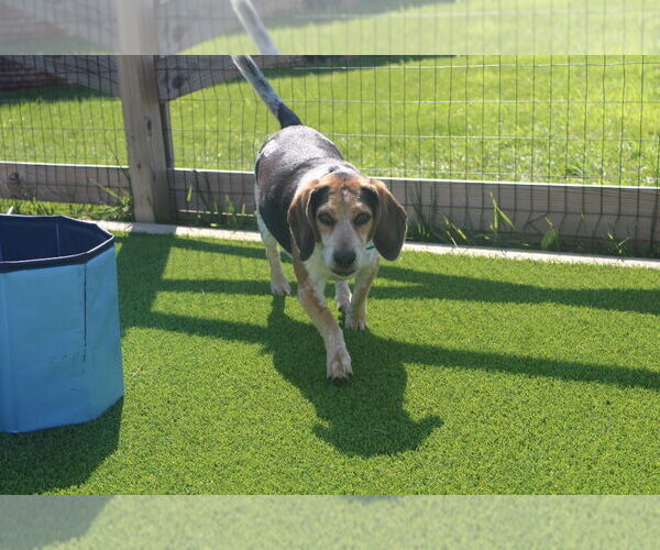 Medium Photo #3 Beagle Puppy For Sale in Chestertown, MD, USA