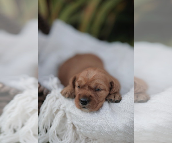 Medium Photo #1 Golden Retriever Puppy For Sale in FREDONIA, KY, USA