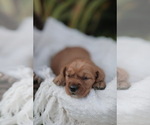Small Golden Retriever
