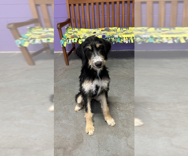 Medium Photo #3 Bernese Mountain Dog-Unknown Mix Puppy For Sale in Genesee, WI, USA