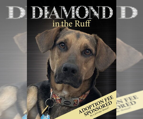 Medium Photo #1 Mutt Puppy For Sale in Rockaway, NJ, USA