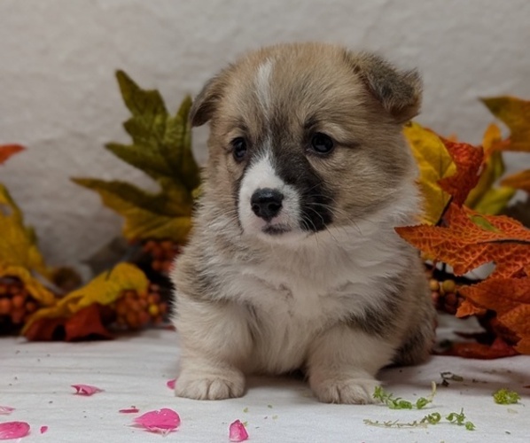 Medium Photo #4 Pembroke Welsh Corgi Puppy For Sale in GOSHEN, IN, USA
