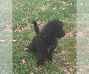 Double Doodle Puppy for sale in JEFFERSONTOWN, KY, USA