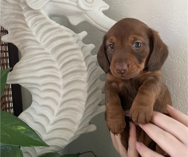 Medium Photo #1 Dachshund Puppy For Sale in LA JOLLA, CA, USA