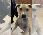Small #1 American Pit Bull Terrier Mix
