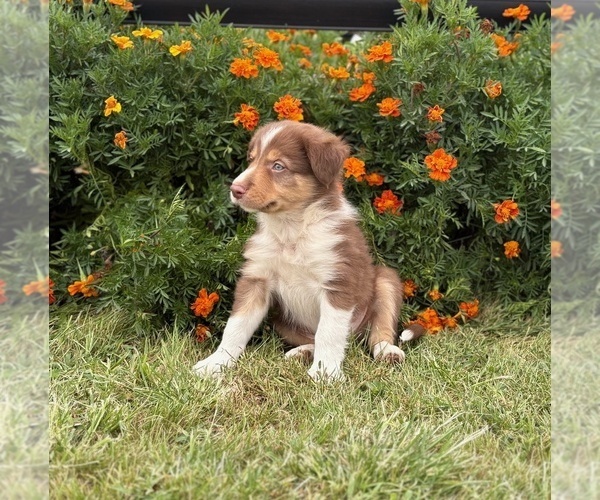 Medium Photo #7 Border Collie-Bordoodle Mix Puppy For Sale in AMES, IA, USA