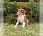 Small #6 Border Collie-Bordoodle Mix