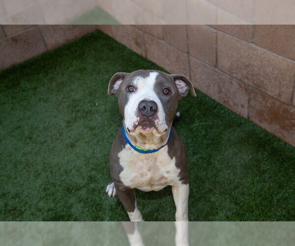 Medium Photo #4 Mutt Puppy For Sale in Moreno Valley, CA, USA