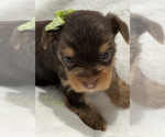 Small Photo #2 Yorkshire Terrier Puppy For Sale in PARIS, TX, USA