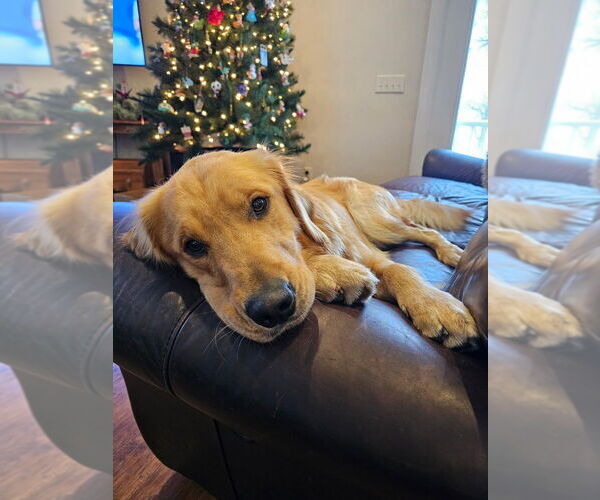 Medium Photo #1 Golden Retriever Puppy For Sale in WASECA, MN, USA