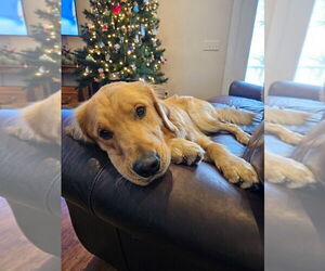 Father of the Golden Retriever puppies born on 12/25/2025