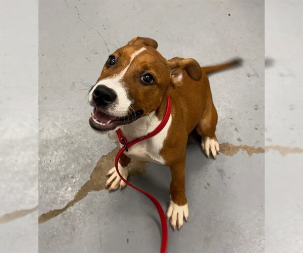 Medium Photo #1 Mutt Puppy For Sale in Peoria, IL, USA