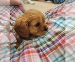 Small #6 Cavalier King Charles Spaniel