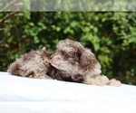 Small #18 ShihPoo