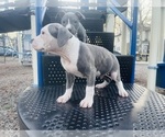 Puppy Puppy 3 American Pit Bull Terrier