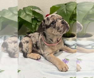 French Bulldog Puppy for sale in TAMPA, FL, USA