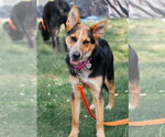Small #16 Welsh Corgi Mix