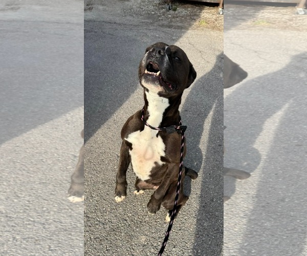 Medium Photo #5 Boxer-Unknown Mix Puppy For Sale in Germantown, OH, USA