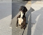 Small #4 Boxer Mix