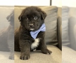 Small Photo #16 Aussiedoodle Miniature  Puppy For Sale in CENTRALIA, IL, USA